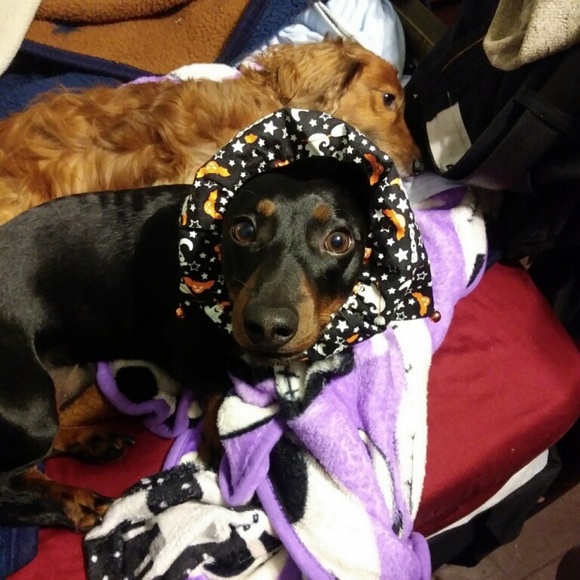 dachmom